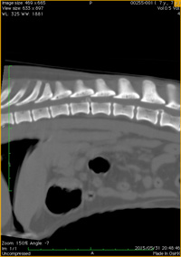 椎間板ヘルニア（無麻酔撮影）