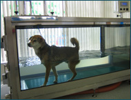 水中トレッドミル