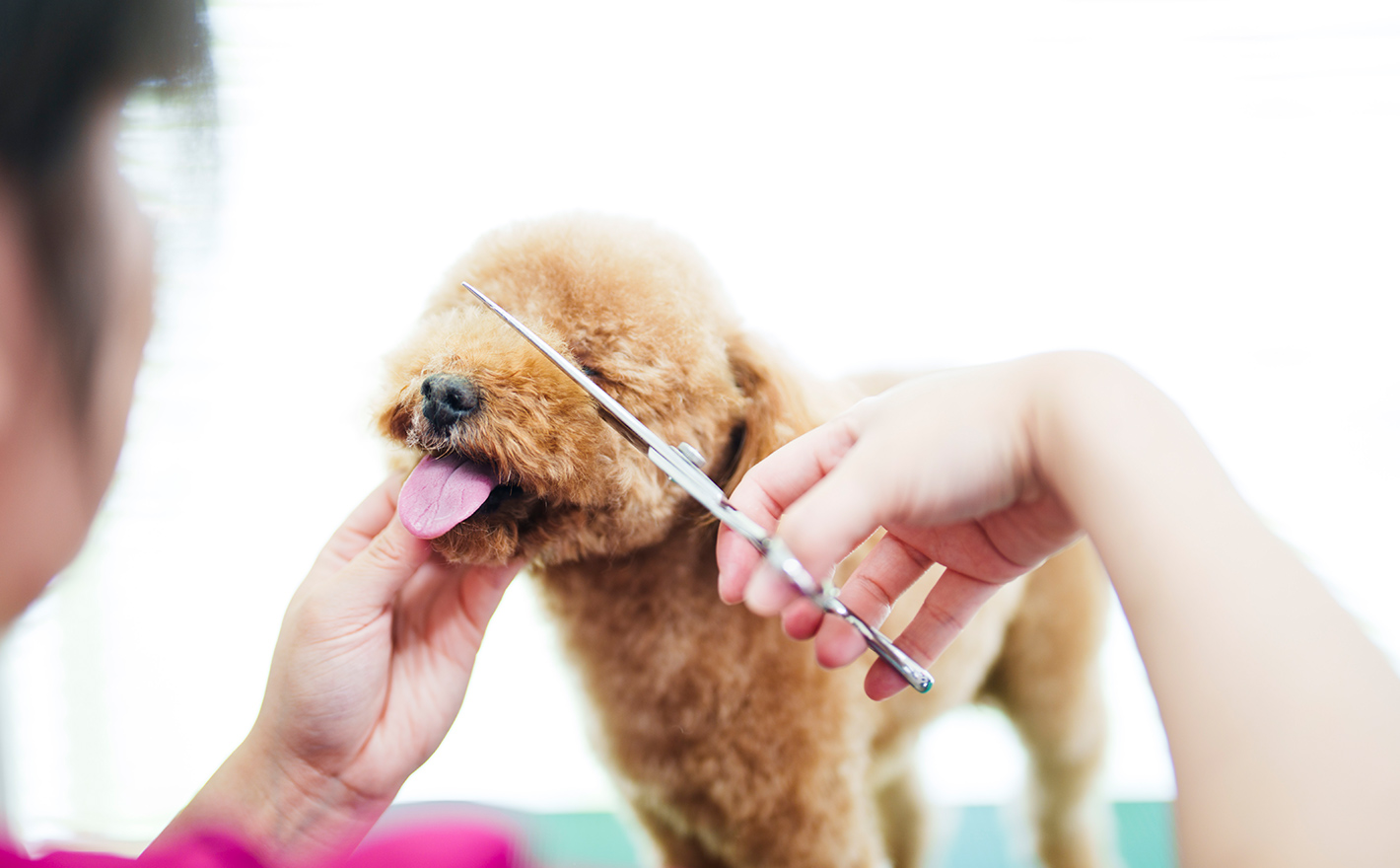 トリミングについて